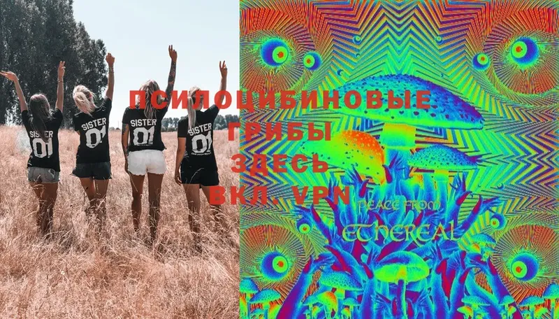 Галлюциногенные грибы Psilocybe  Тырныауз 